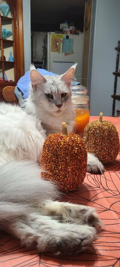 Lena Maine Coon